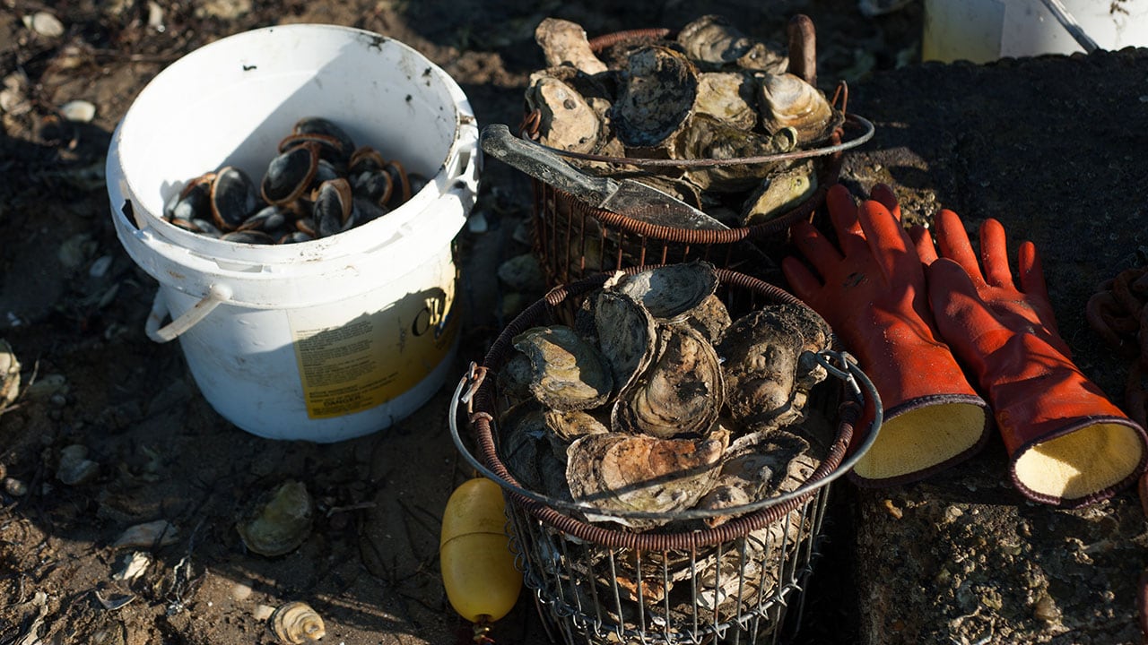 oyster and clams