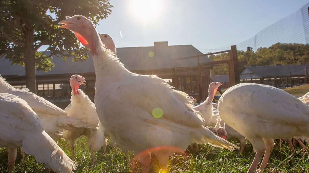 jaindl farm turkeys in the wild