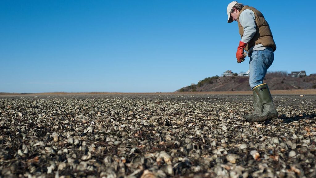 oystering