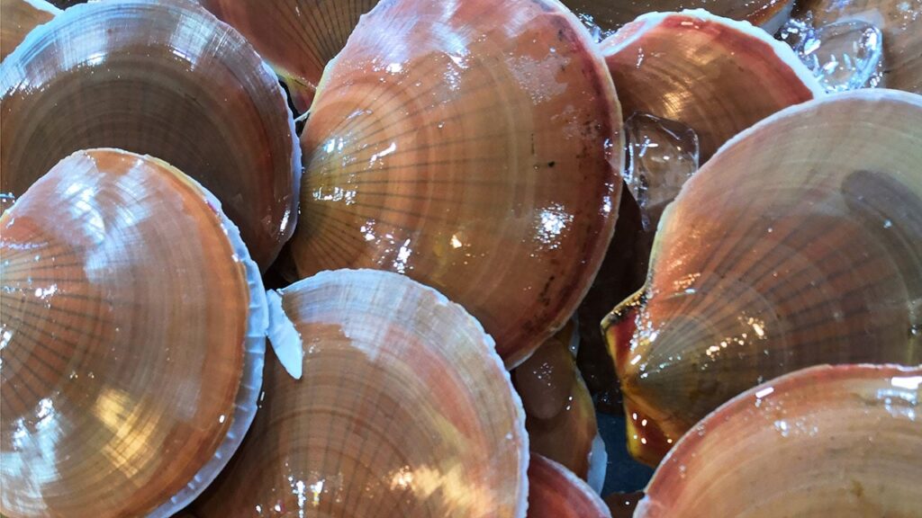 scallops-georges-bank